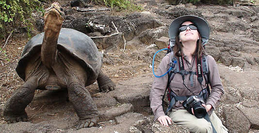 Black turtle Galapagos Island